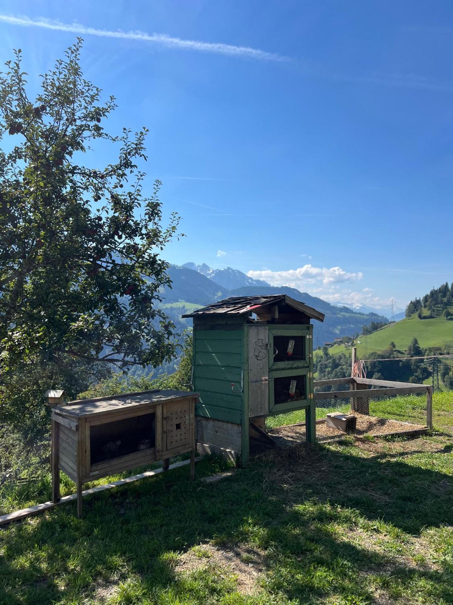 Bio Bauernhof Oberbenk Wagrain